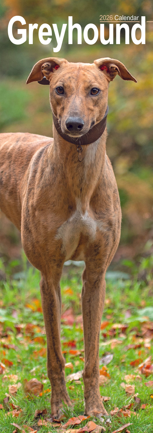 Greyhound slim calendar 2026