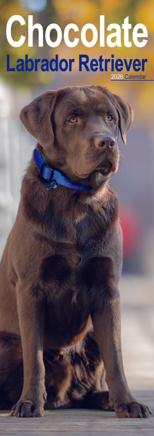 Chocolate Labrador Retriever slim calendar 2026