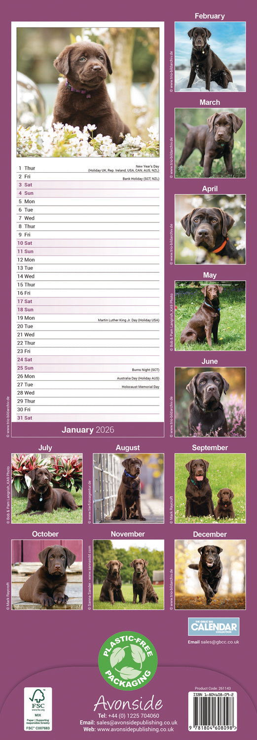 Chocolate Labrador Retriever slim calendar 2026