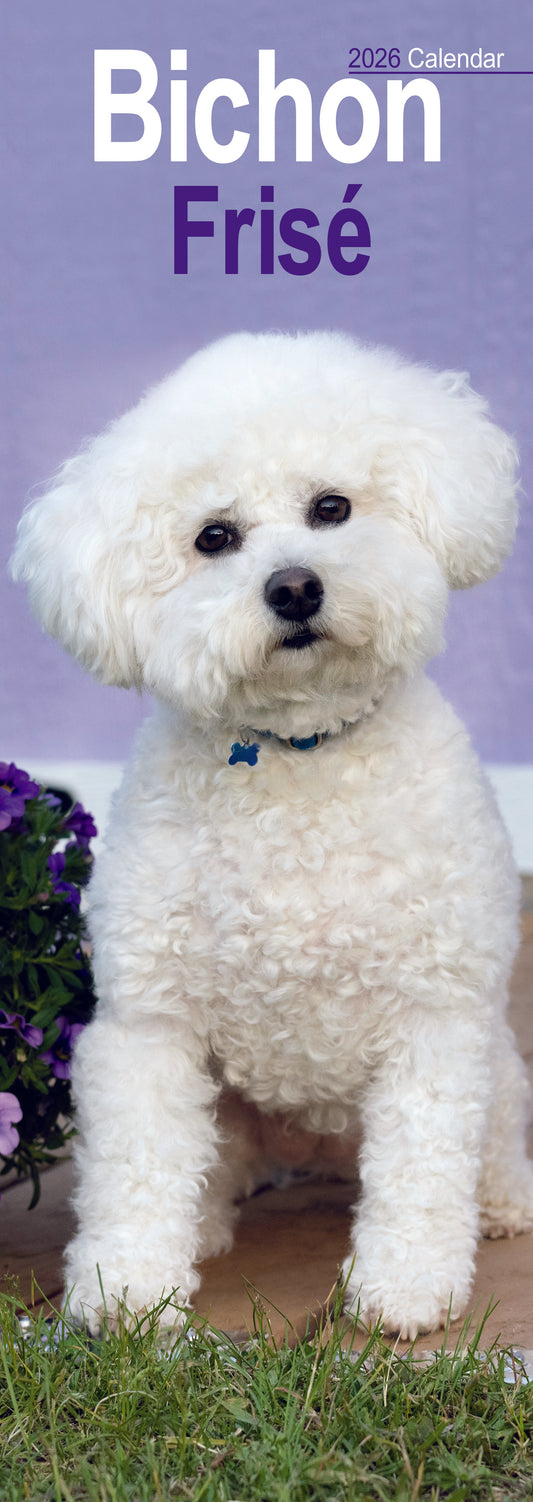 Bichon Frisé slim calendar 2026