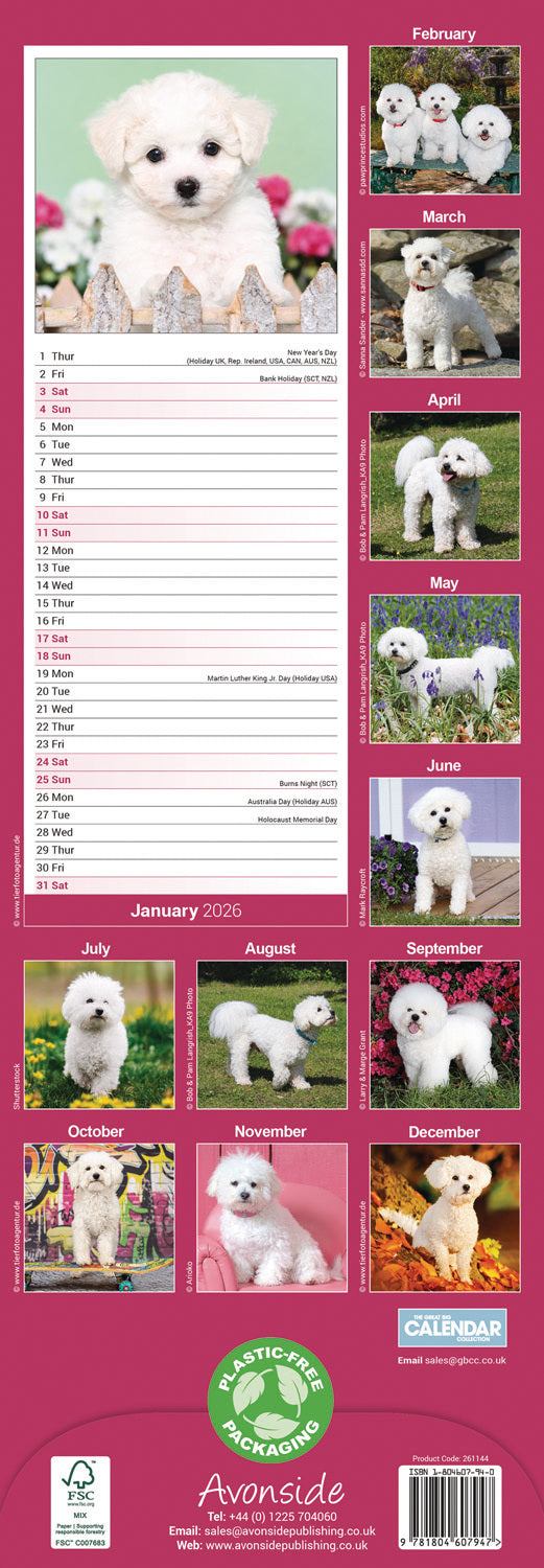 Bichon Frisé slim calendar 2026