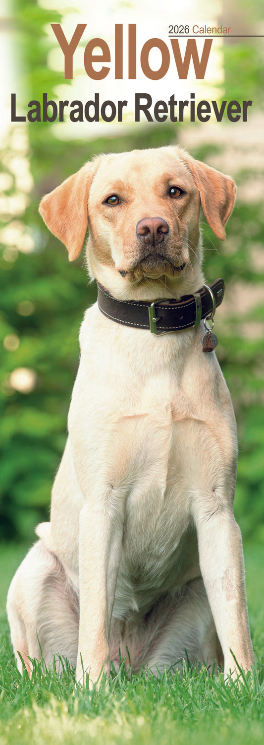 Yellow Labrador Retriever slim calendar 2026