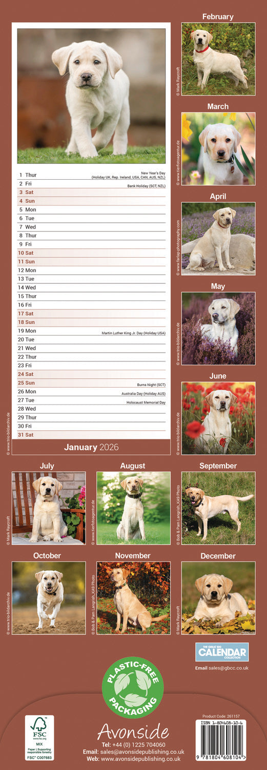 Yellow Labrador Retriever slim calendar 2026