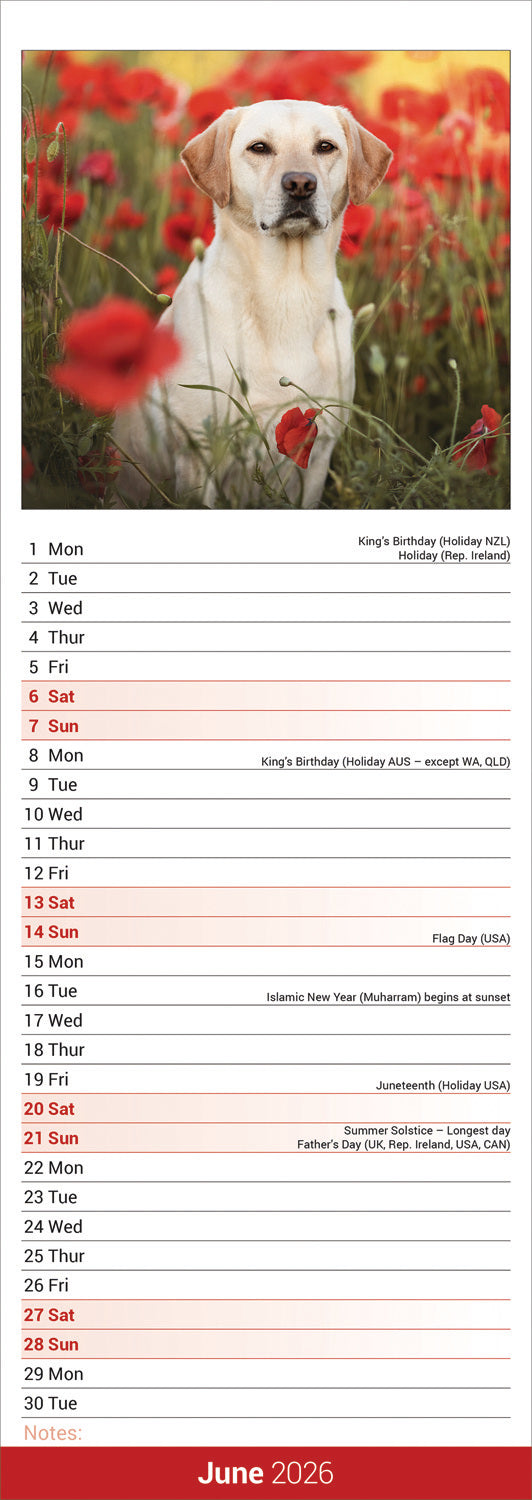 Yellow Labrador Retriever slim calendar 2026