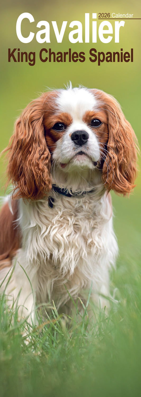 Cavalier King Charles Spaniel slim calendar 2026
