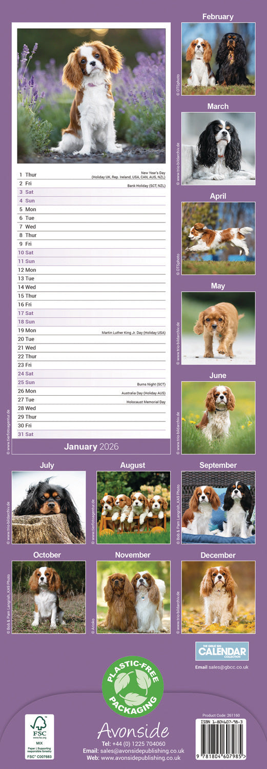 Cavalier King Charles Spaniel slim calendar 2026