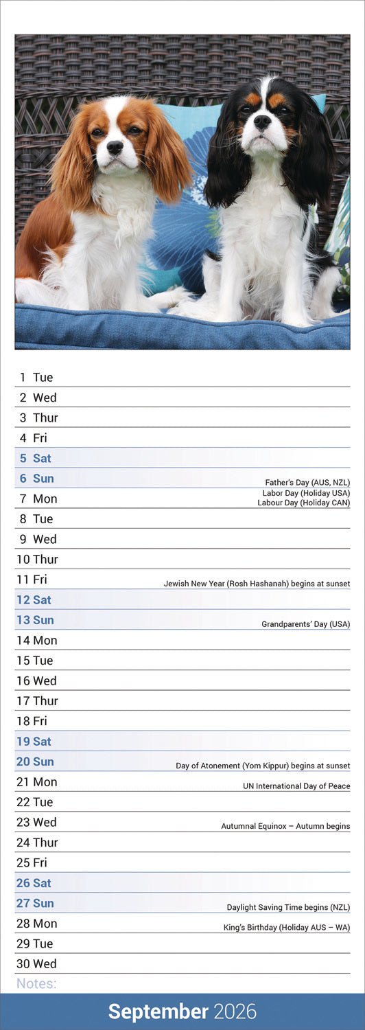Cavalier King Charles Spaniel slim calendar 2026