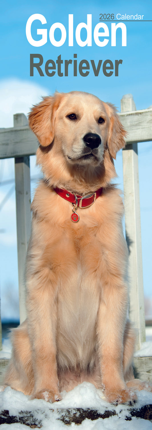 Golden Retriever slim calendar 2026