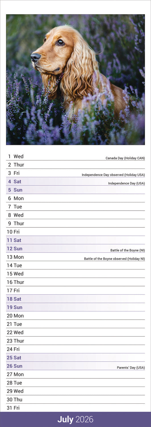 English Cocker Spaniel slim calendar 2026