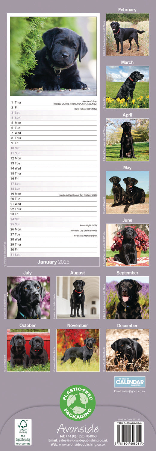 Black Labrador Retriever slim calendar 2026