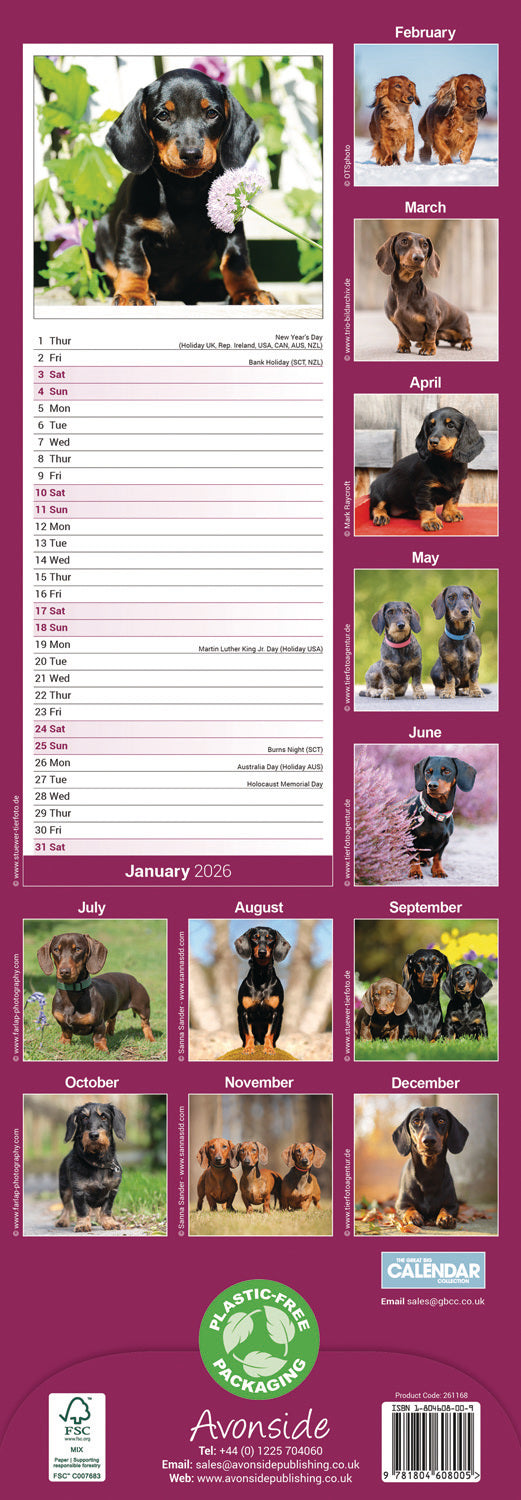 Dachshund slim calendar 2026