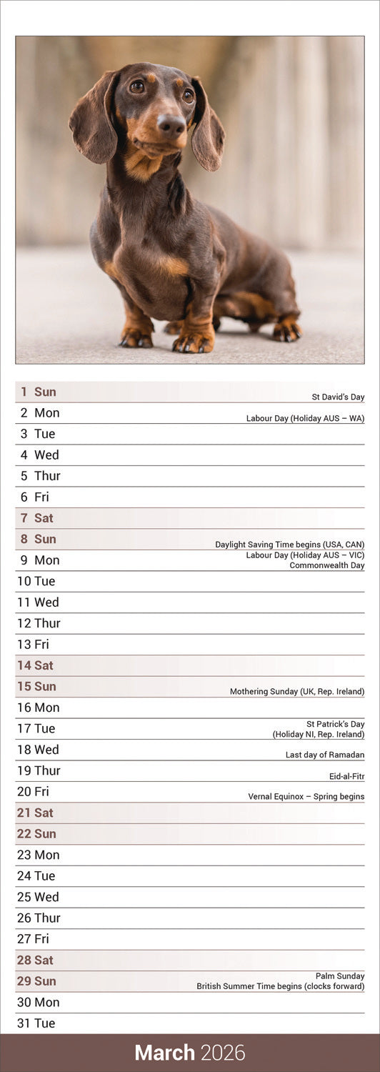 Dachshund slim calendar 2026