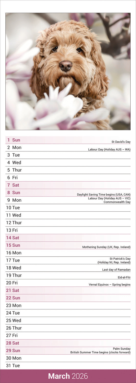 Cockapoo slim calendar 2026