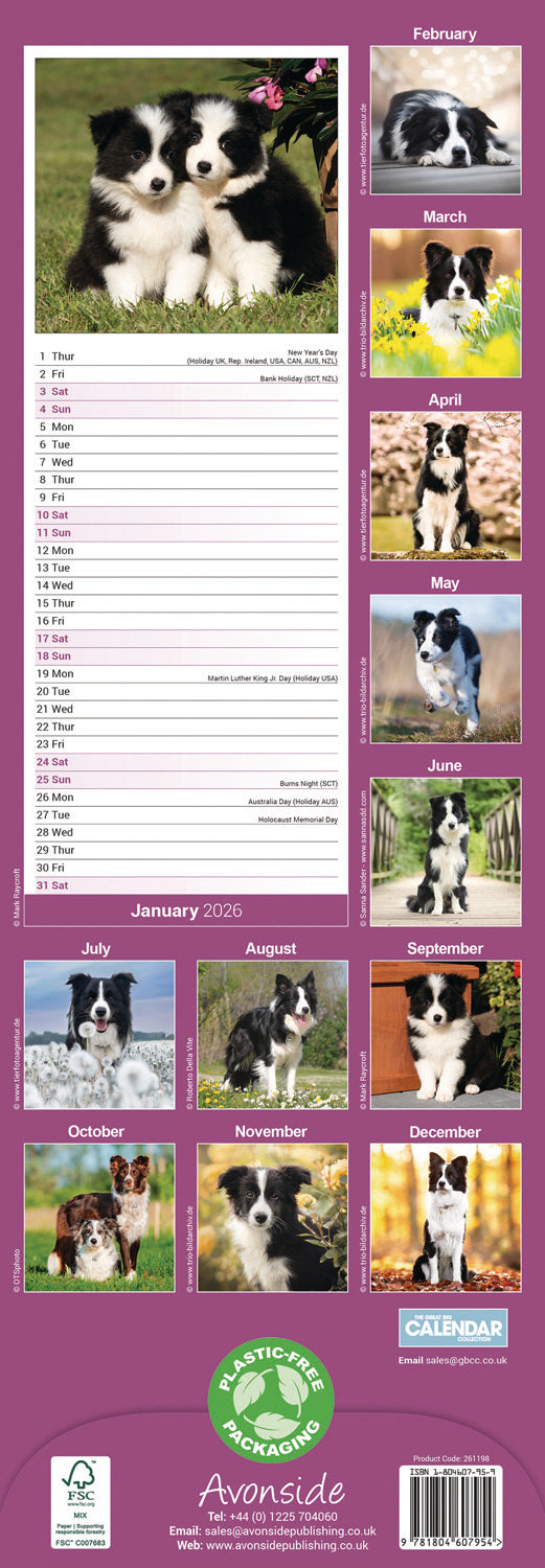 Border Collie slim calendar 2026