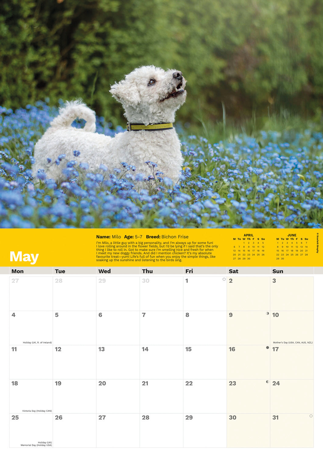 Dogs Trust A4 calendar 2026