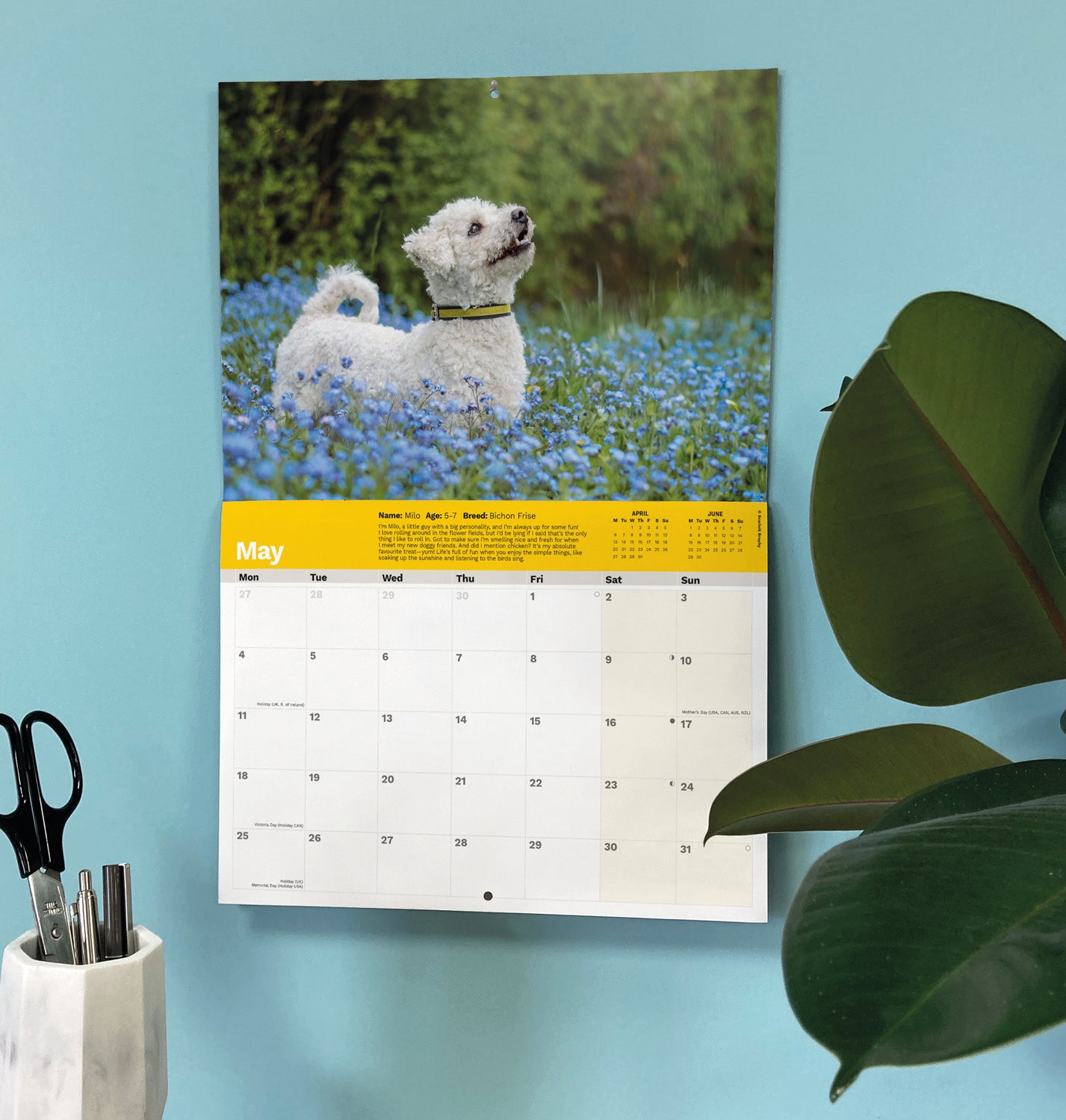 Dogs Trust A4 calendar 2026