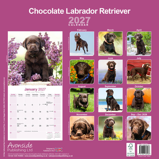 Chocolate Labrador Retriever wall calendar 2027