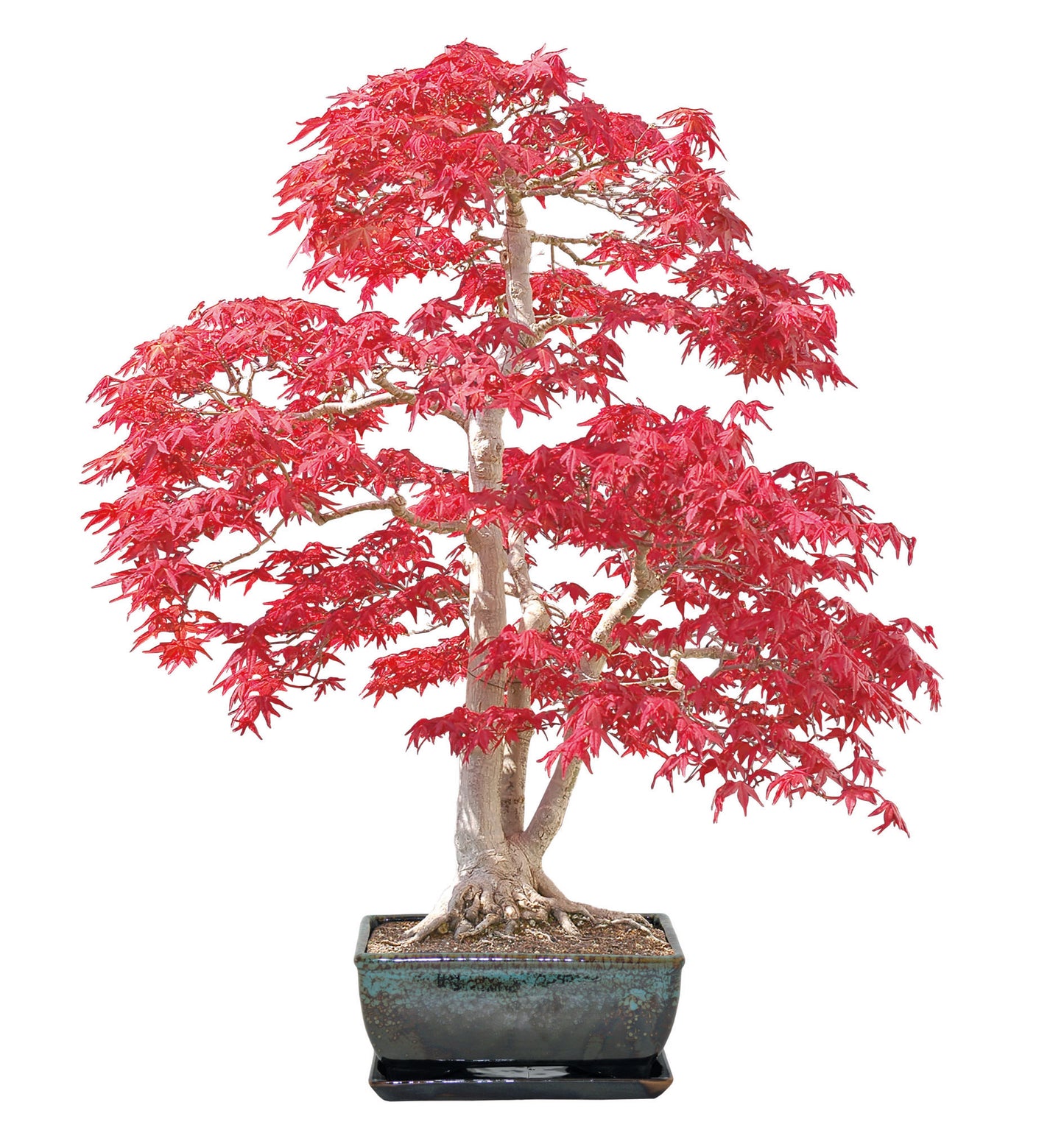 Bonsai tree growing kit - liquidambar