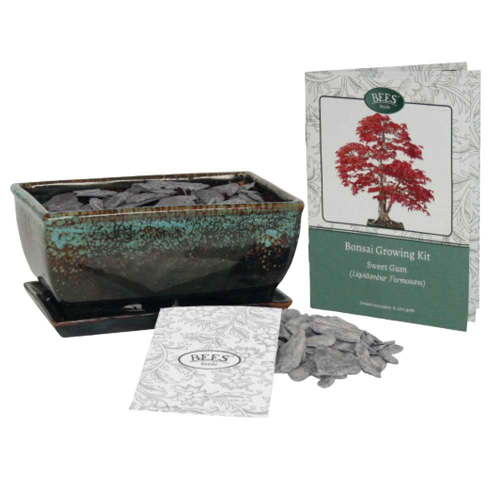 Bonsai tree growing kit - liquidambar
