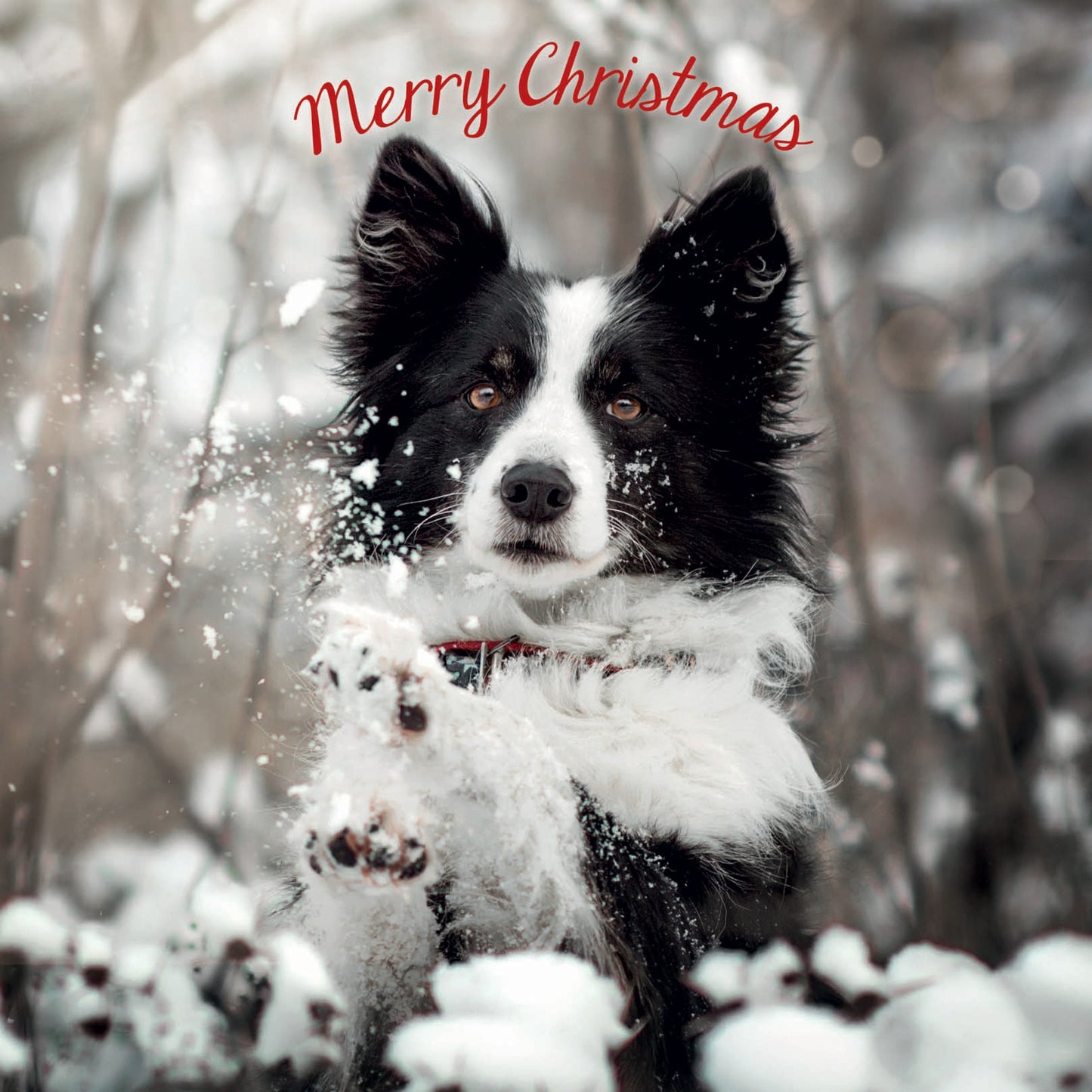 Merry Christmas collie Christmas cards