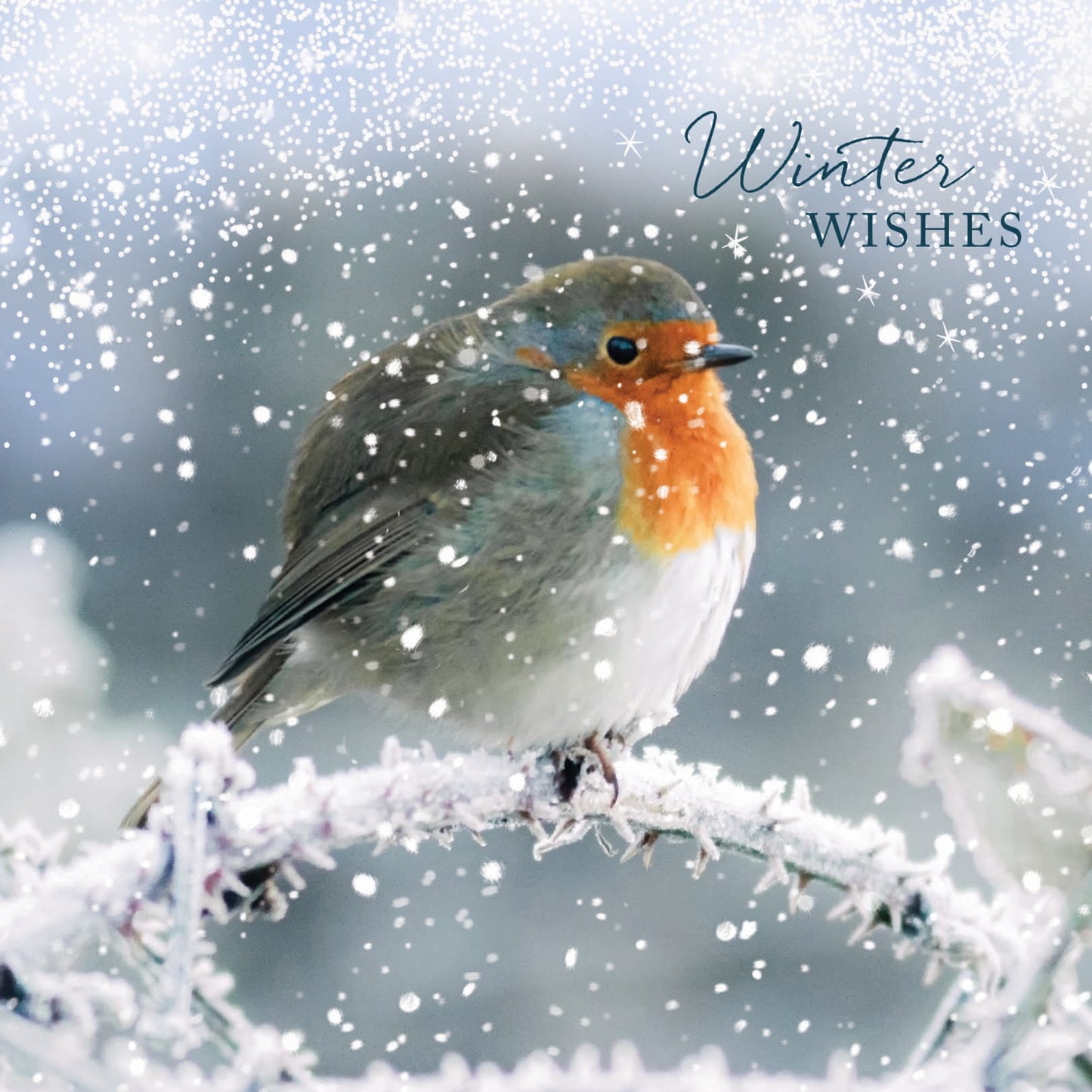 Winter wishes robin Christmas cards