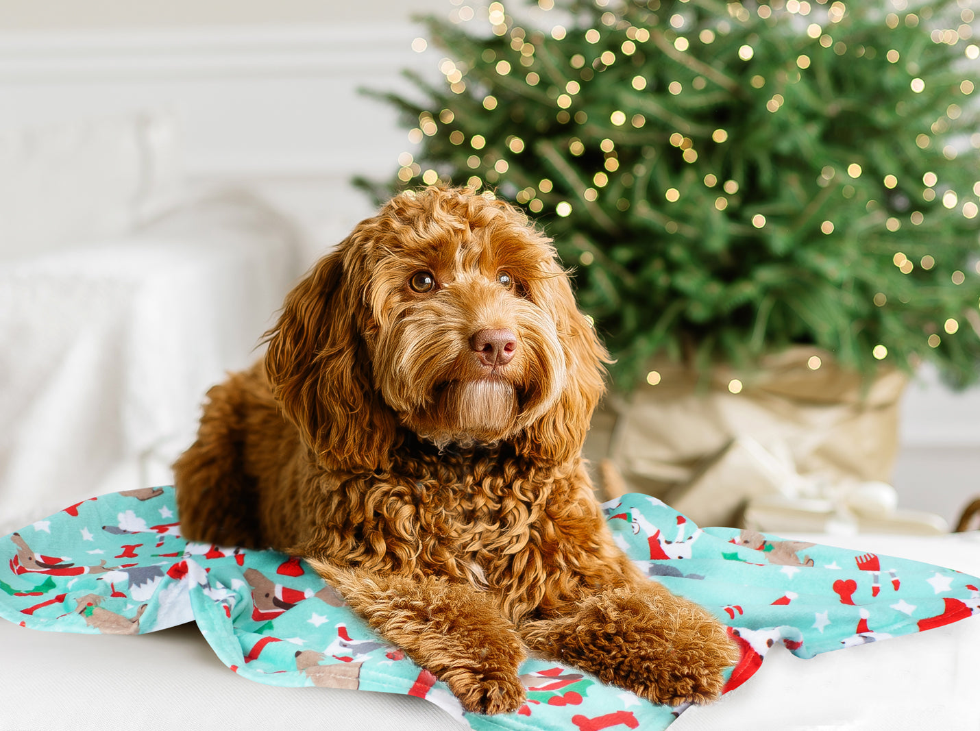 Supersoft festive dog blanket