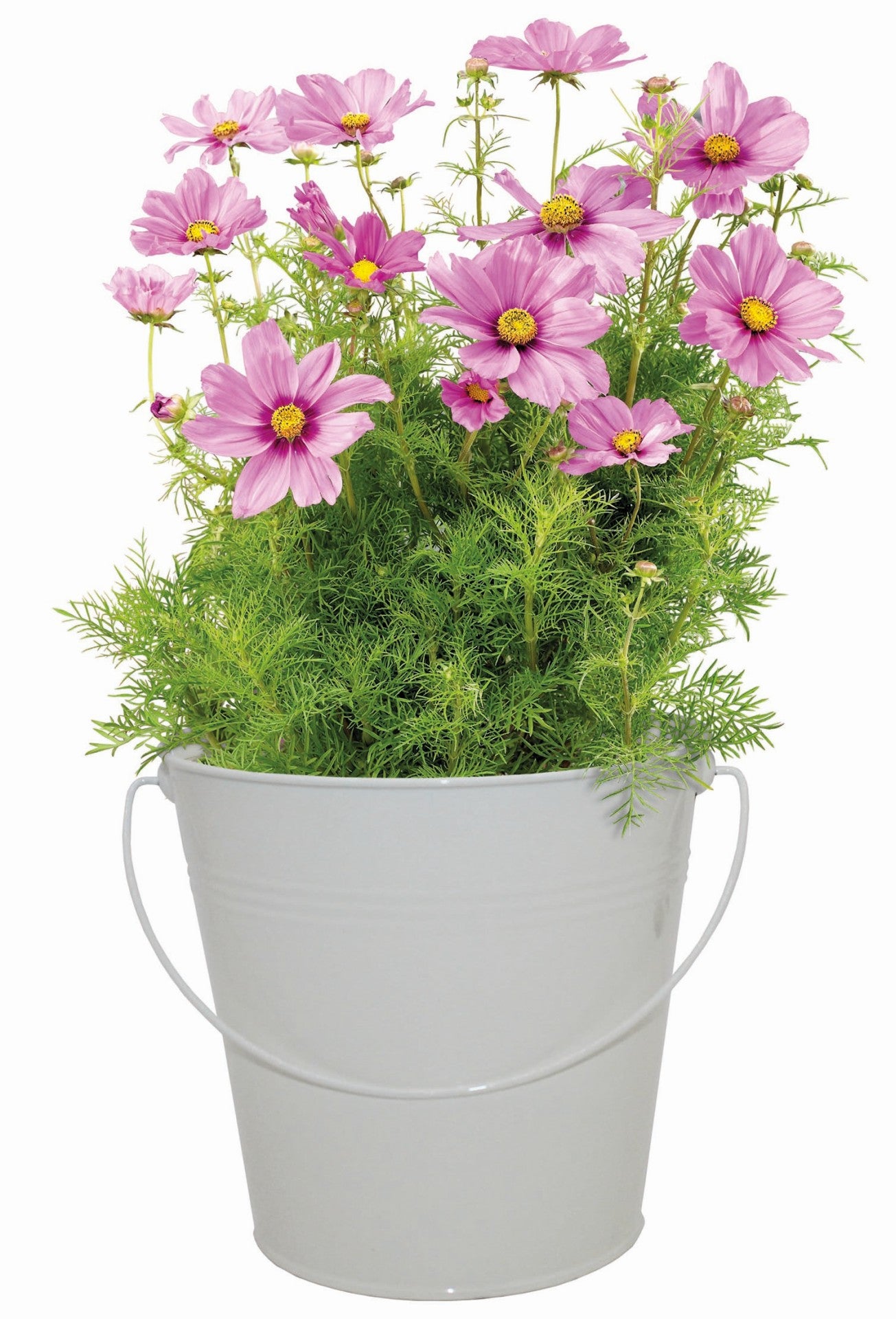 Pink cosmos grow set