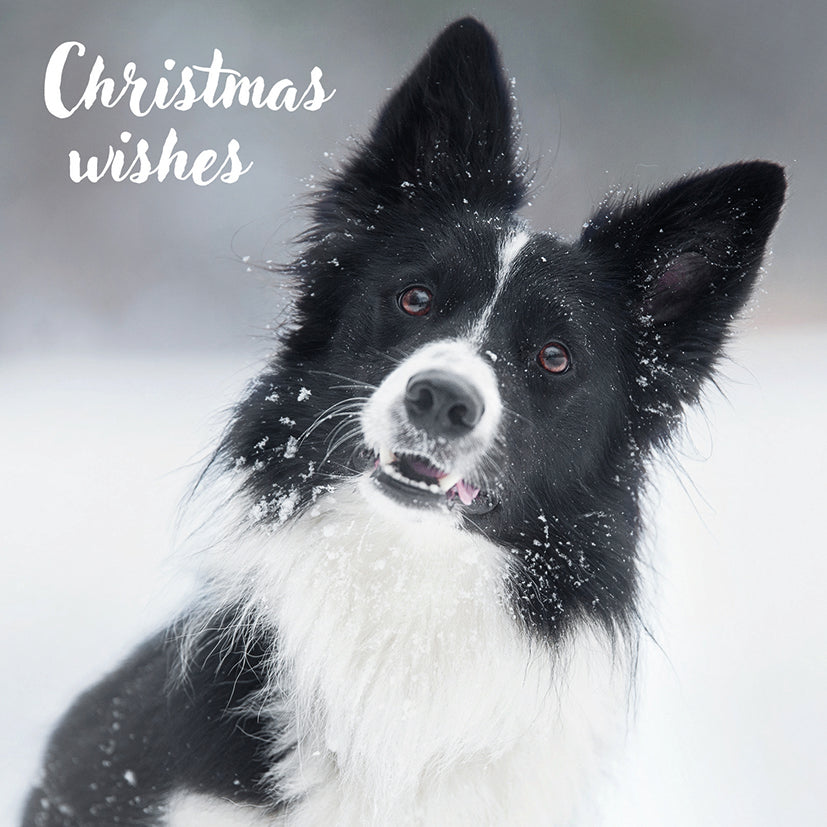Christmas wishes collie Christmas cards
