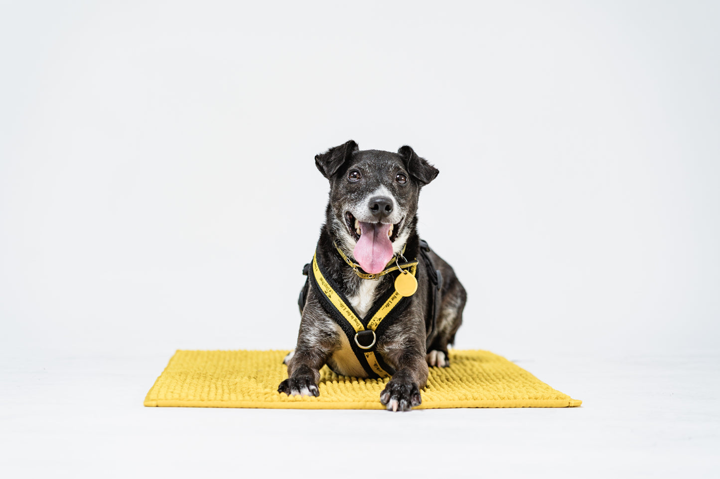 Donate to dogs trust