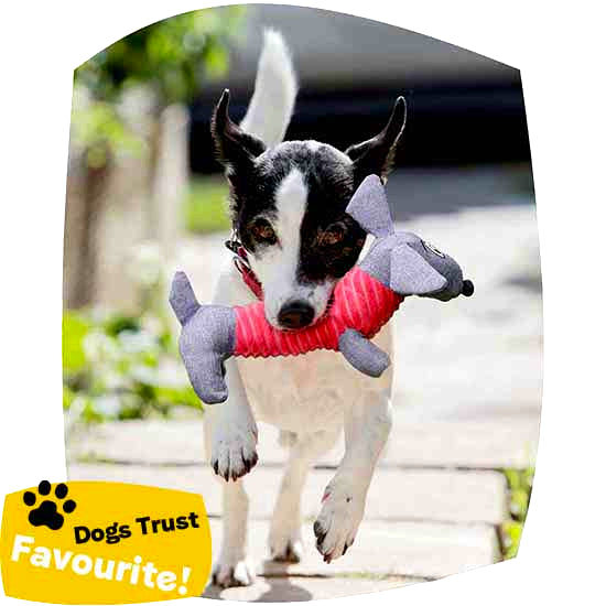 Dog running with a squeaky dachshund-shaped dog toy outdoors on a path.