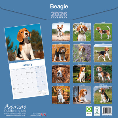 Beagle wall calendar 2026