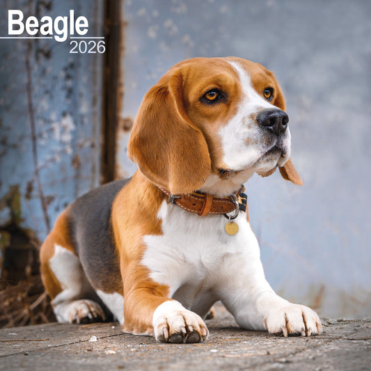 Beagle wall calendar 2026