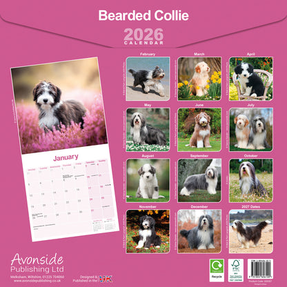 Bearded Collie wall calendar 2026