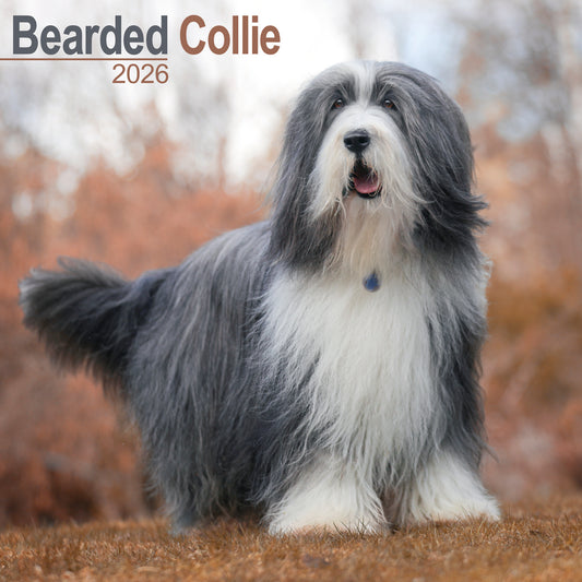 Bearded Collie wall calendar 2026