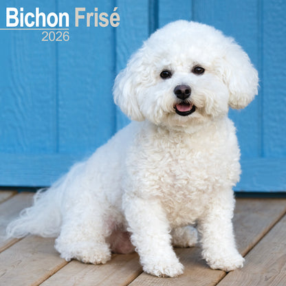 Bichon Frisé wall calendar 2026