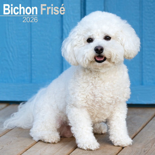 Bichon Frisé wall calendar 2026