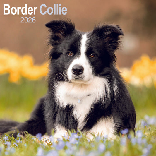 Border Collie wall calendar 2026