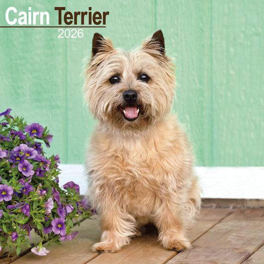 Cairn Terrier wall calendar 2026