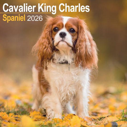 Cavalier King Charles Spaniel wall calendar 2026