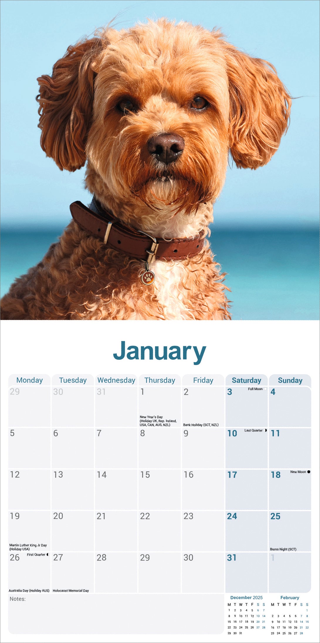 Cavapoo wall calendar 2026