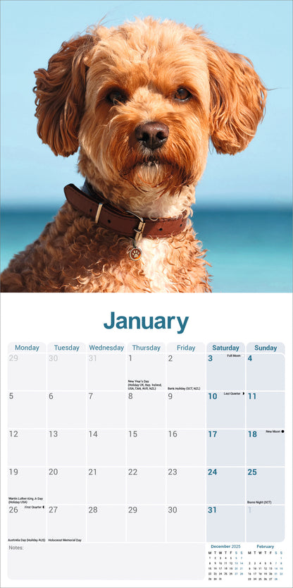 Cavapoo wall calendar 2026