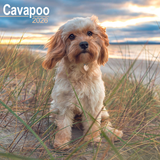 Cavapoo wall calendar 2026
