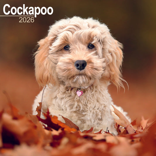 Cockapoo wall calendar 2026