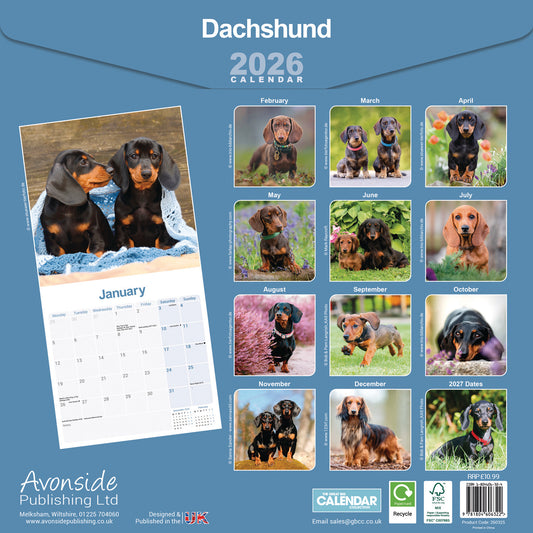 Dachshund wall calendar 2026