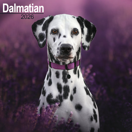 Dalmatian wall calendar 2026