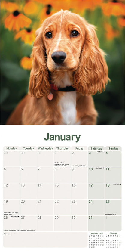 English Cocker Spaniel wall calendar 2026