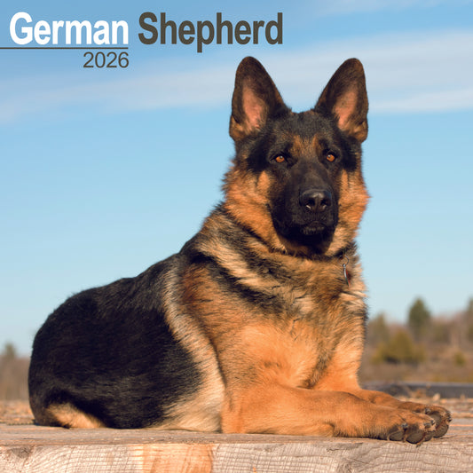 German Shepherd wall calendar 2026