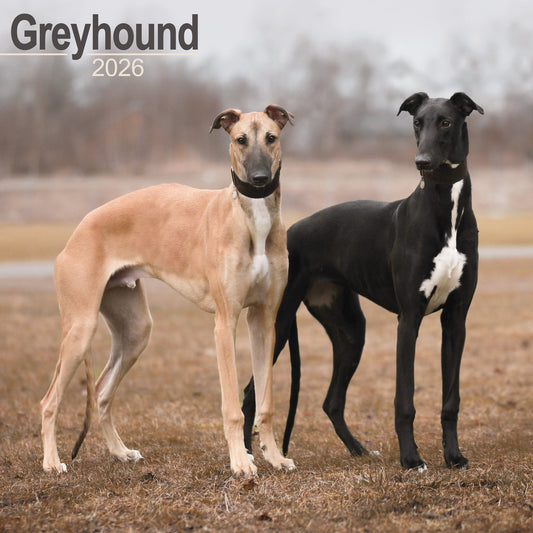 Greyhound wall calendar 2026
