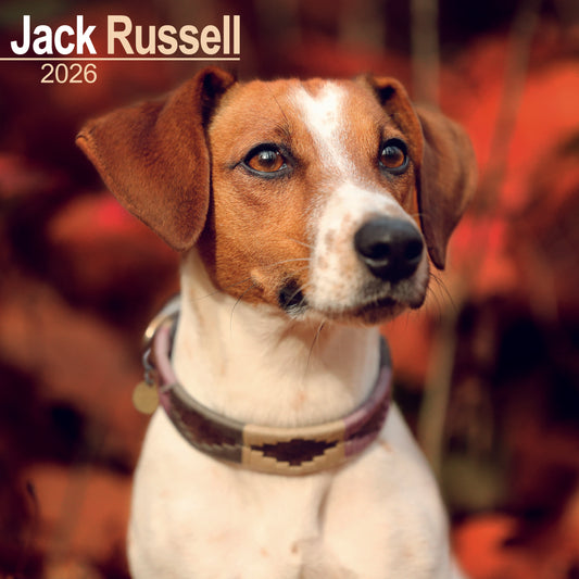 Jack Russell wall calendar 2026