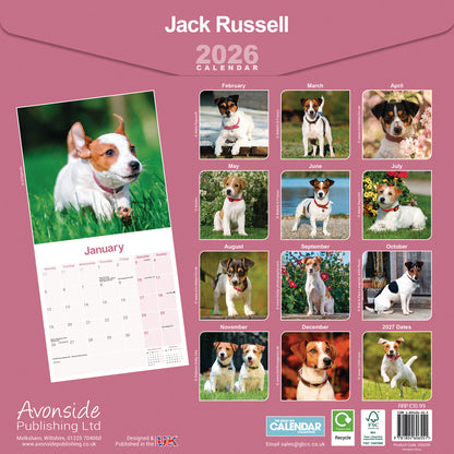 Jack Russell wall calendar 2026